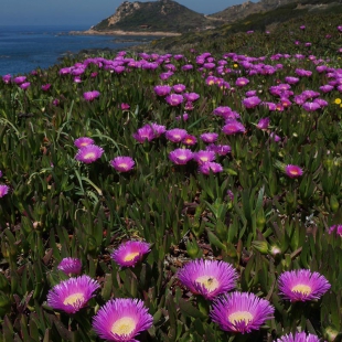 Carpobrotus acinaciformis at Punta de Parata